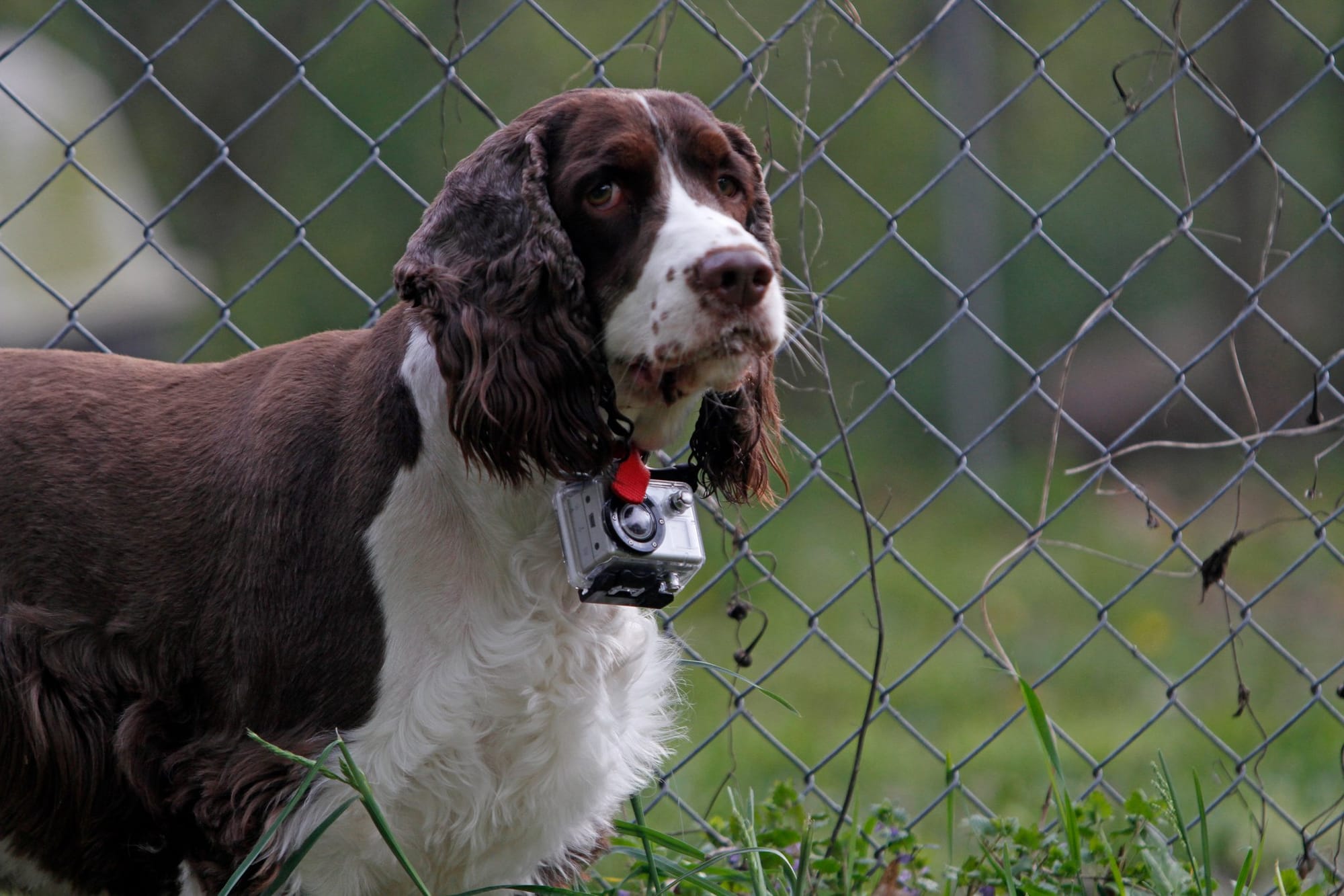 Ethel May with a GoPro on her collar